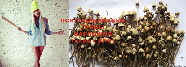 крисы Аркадак